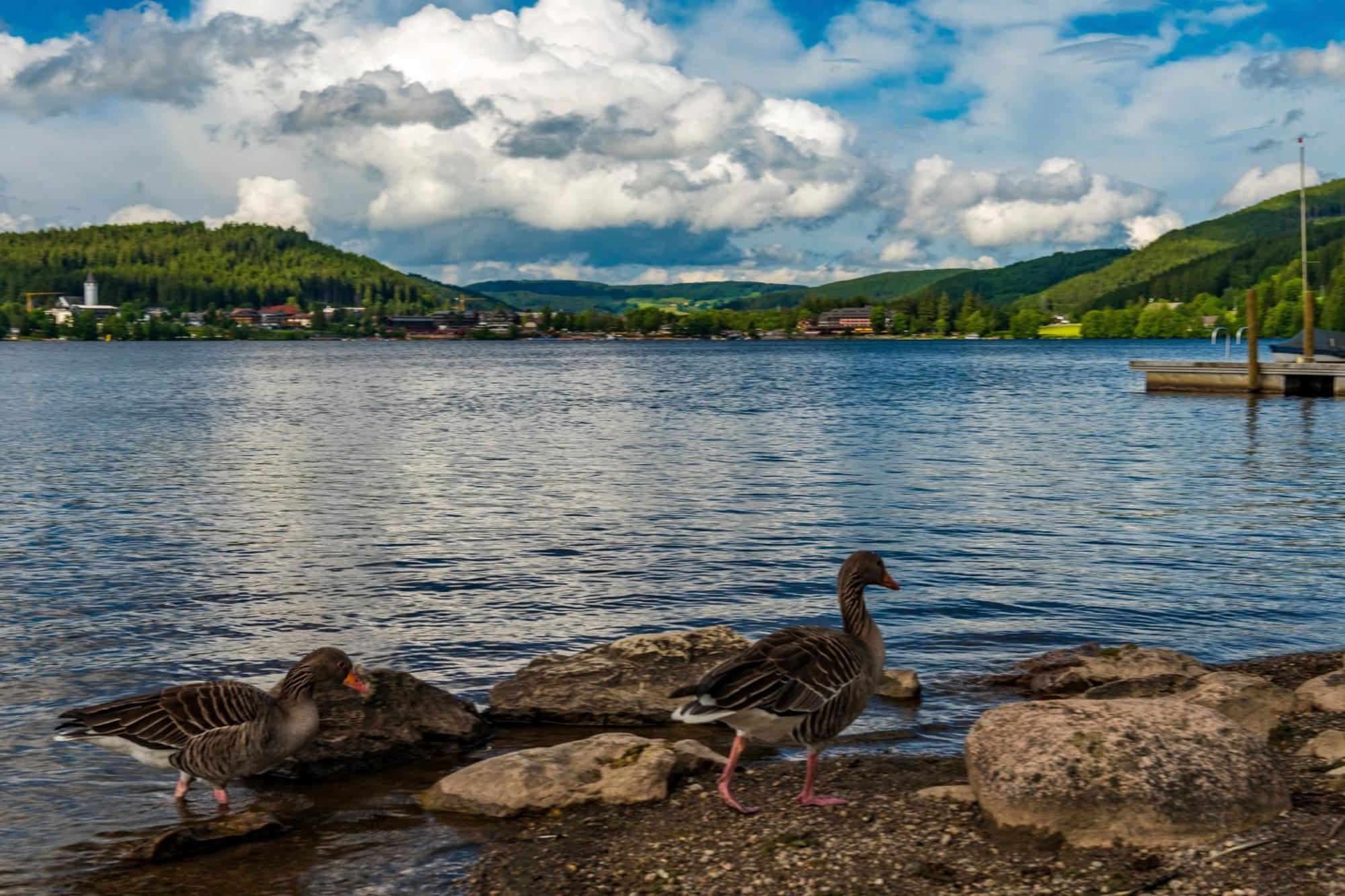 Drei Tannen - 04 - Apartmenthaus, Titisee, Nahe Badeparadies Apartment Titisee-Neustadt